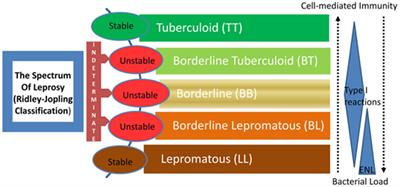 Frontiers | Emerging Concepts Of Adaptive Immunity In Leprosy